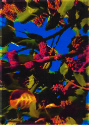 Joe Cruz last summer 8