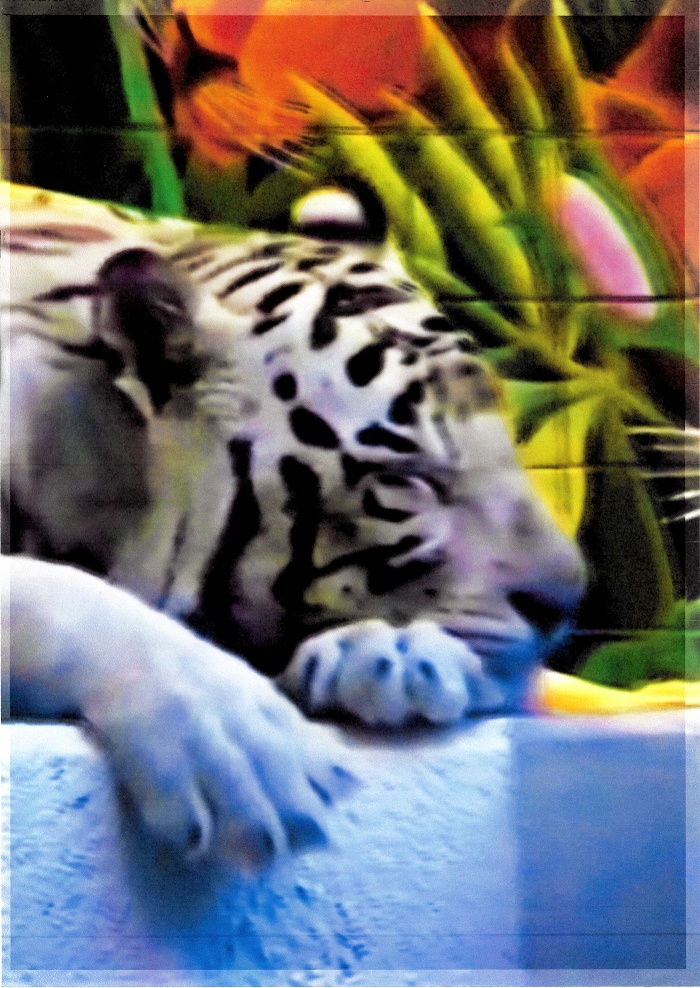 White tiger